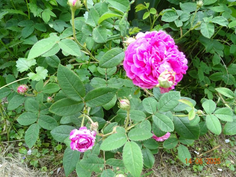 - Trandafiri 2025 2