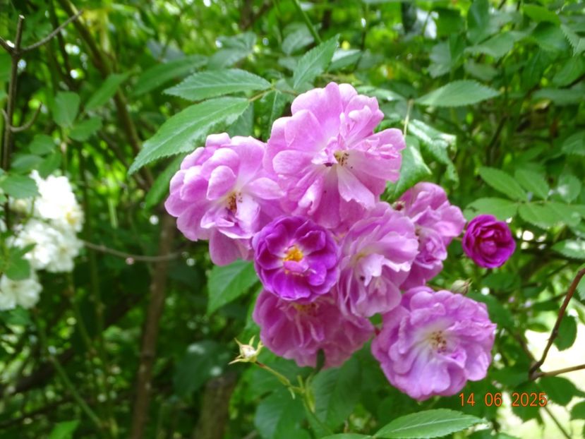  - Trandafiri 2025 2