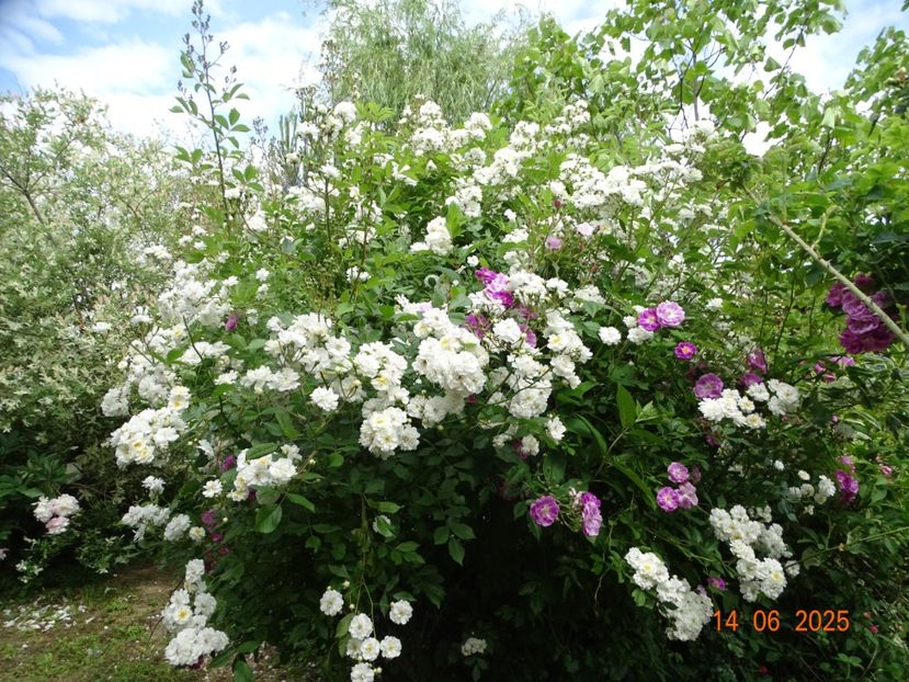  - Trandafiri 2025 2