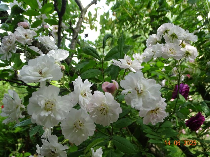  - Trandafiri 2025 2