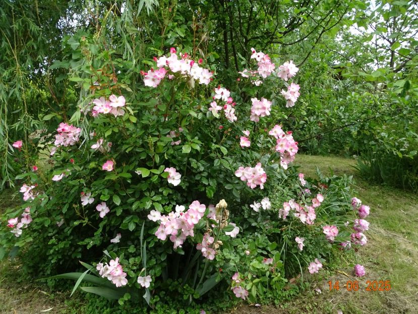  - Trandafiri 2025 2