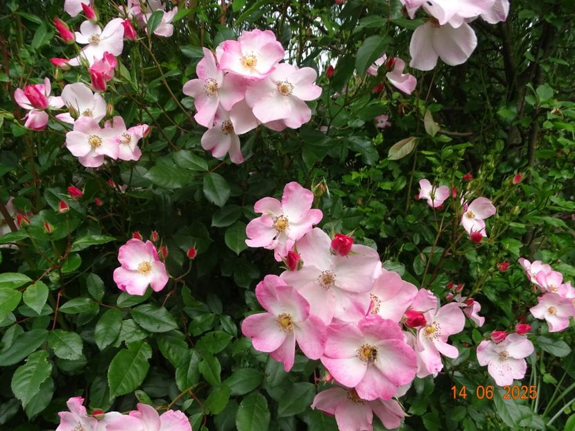  - Trandafiri 2025 2