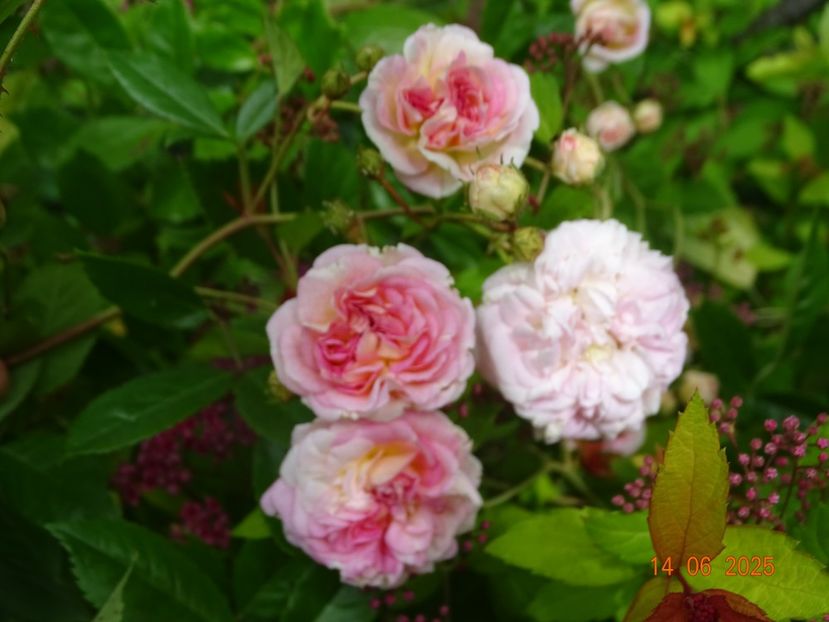  - Trandafiri 2025 2