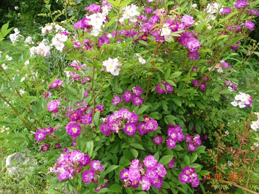 - Trandafiri 2025 2