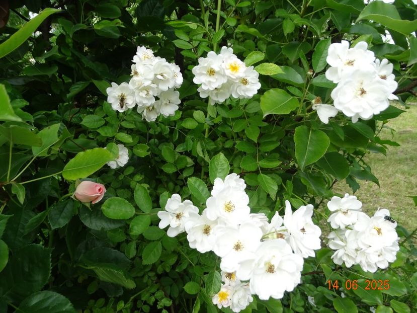  - Trandafiri 2025 2