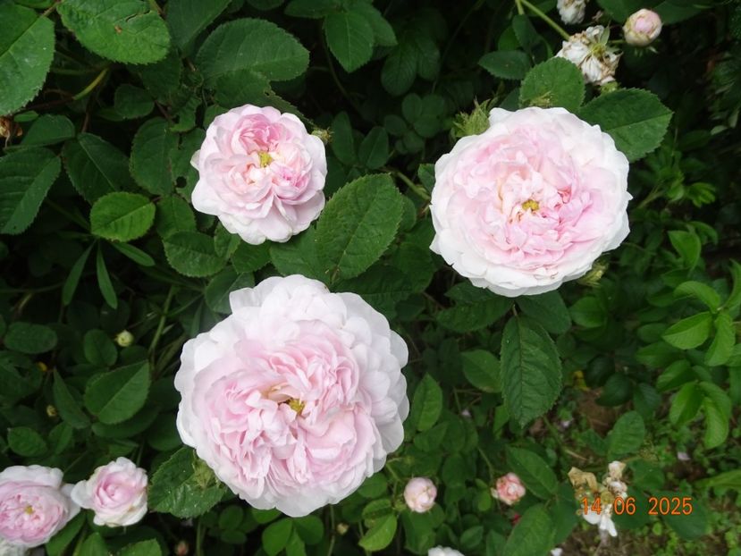  - Trandafiri 2025 2
