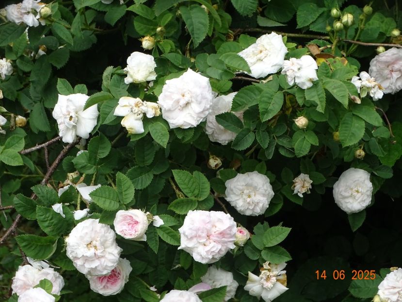  - Trandafiri 2025 2