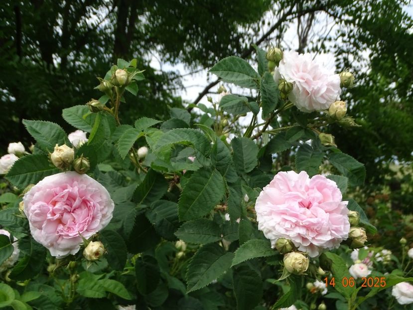  - Trandafiri 2025 2