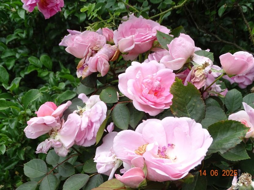  - Trandafiri 2025 2