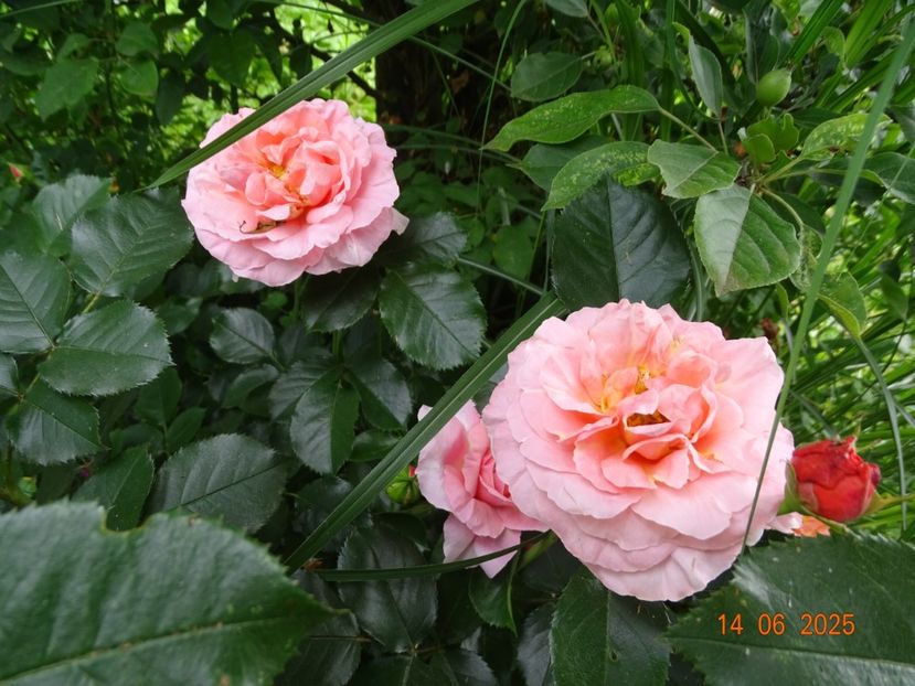  - Trandafiri 2025 2