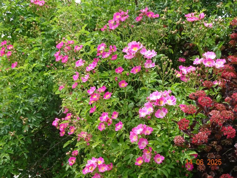  - Trandafiri 2025 2