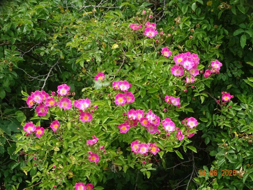 - Trandafiri 2025 2