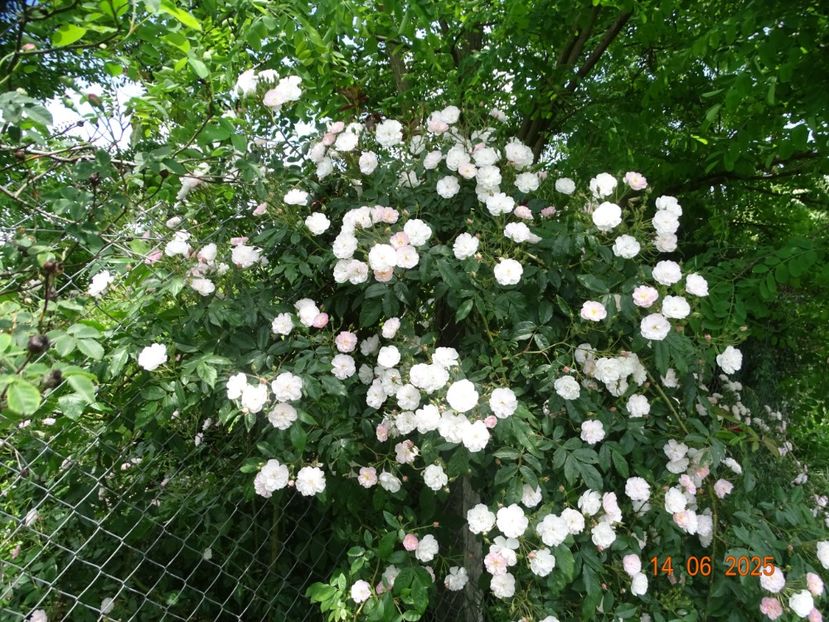  - Trandafiri 2025 2
