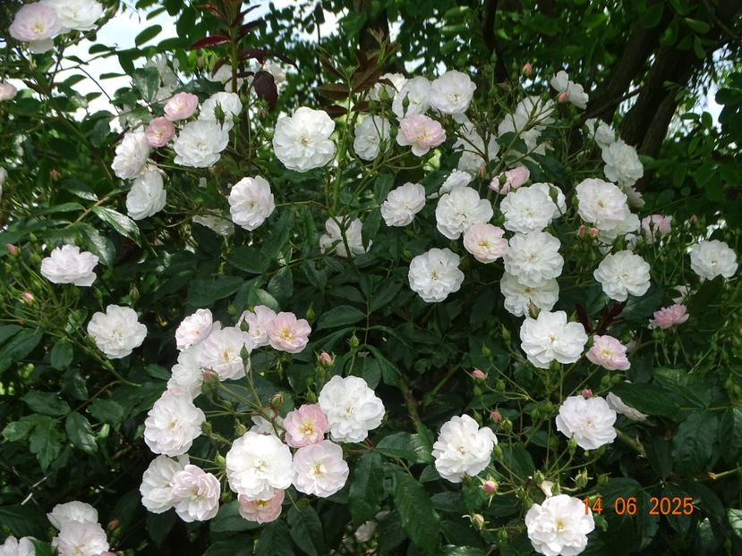  - Trandafiri 2025 2