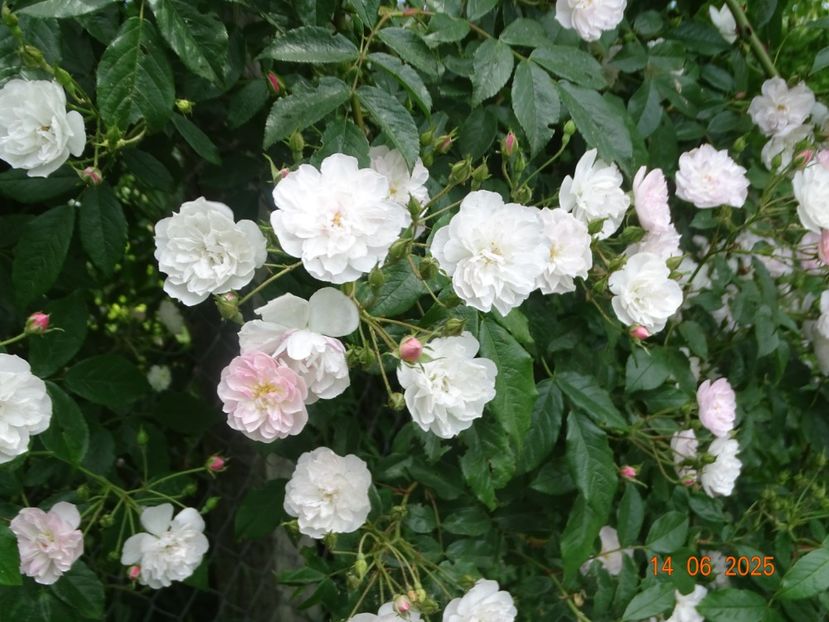  - Trandafiri 2025 2