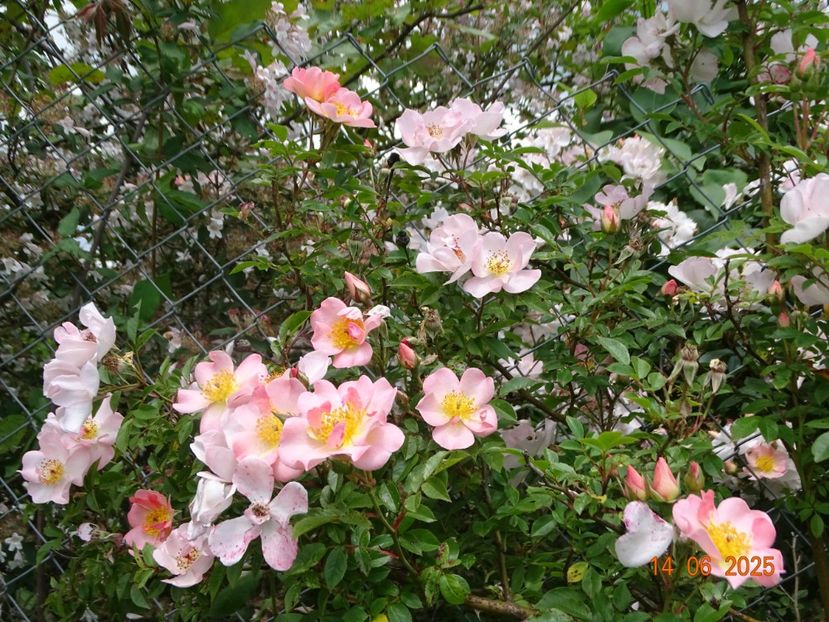  - Trandafiri 2025 2