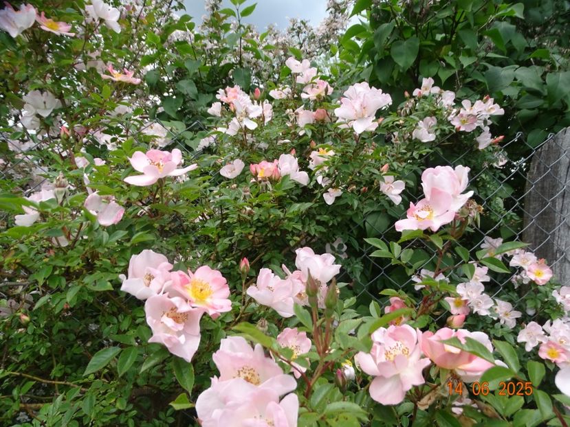  - Trandafiri 2025 2