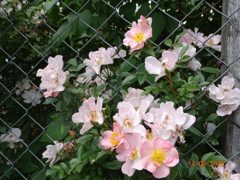  - Trandafiri 2025 2