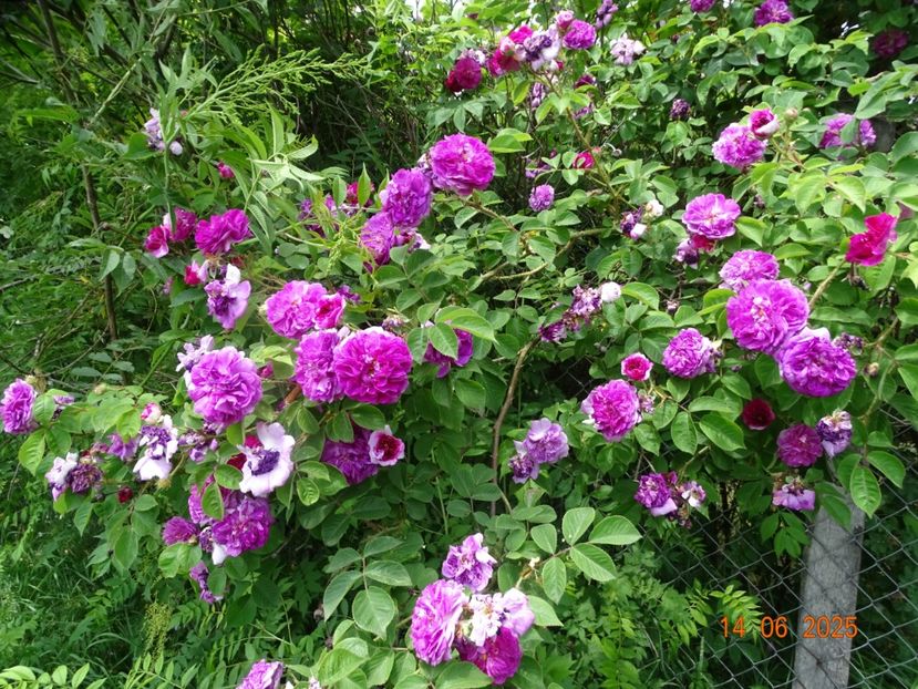  - Trandafiri 2025 2