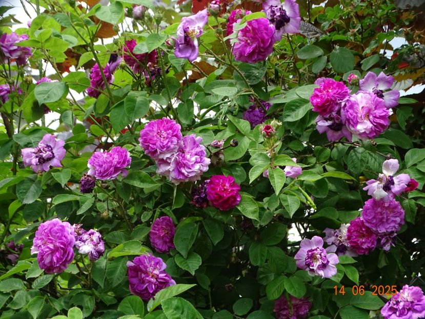  - Trandafiri 2025 2