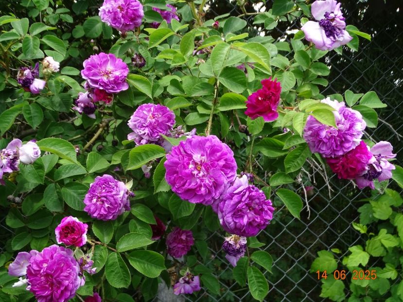  - Trandafiri 2025 2
