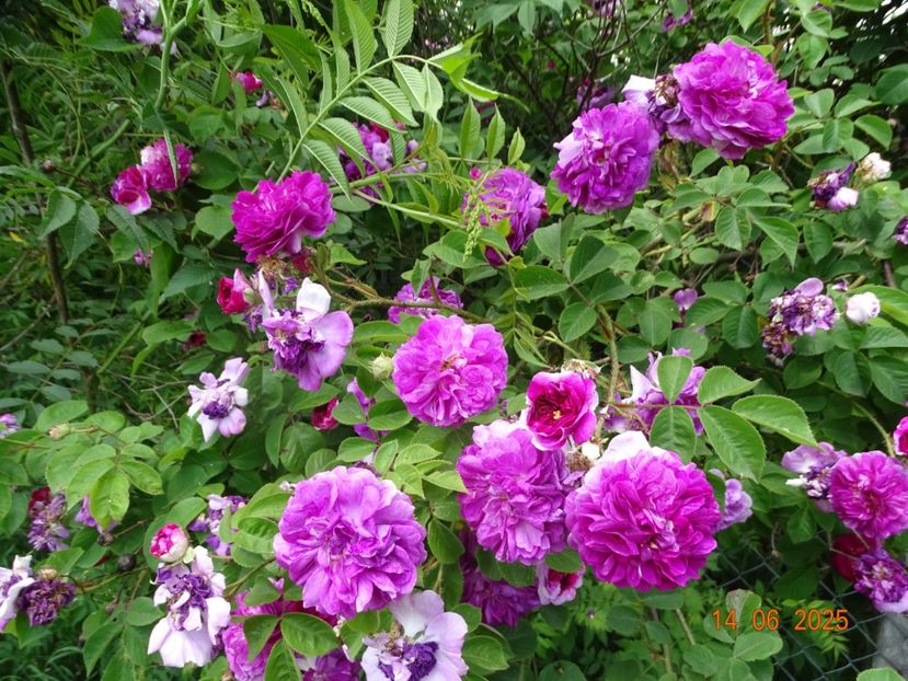  - Trandafiri 2025 2