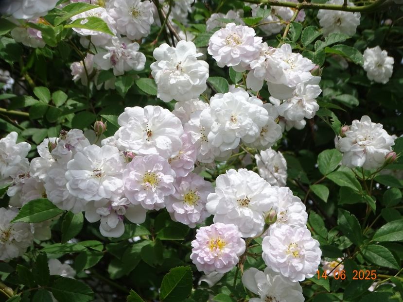  - Trandafiri 2025 2