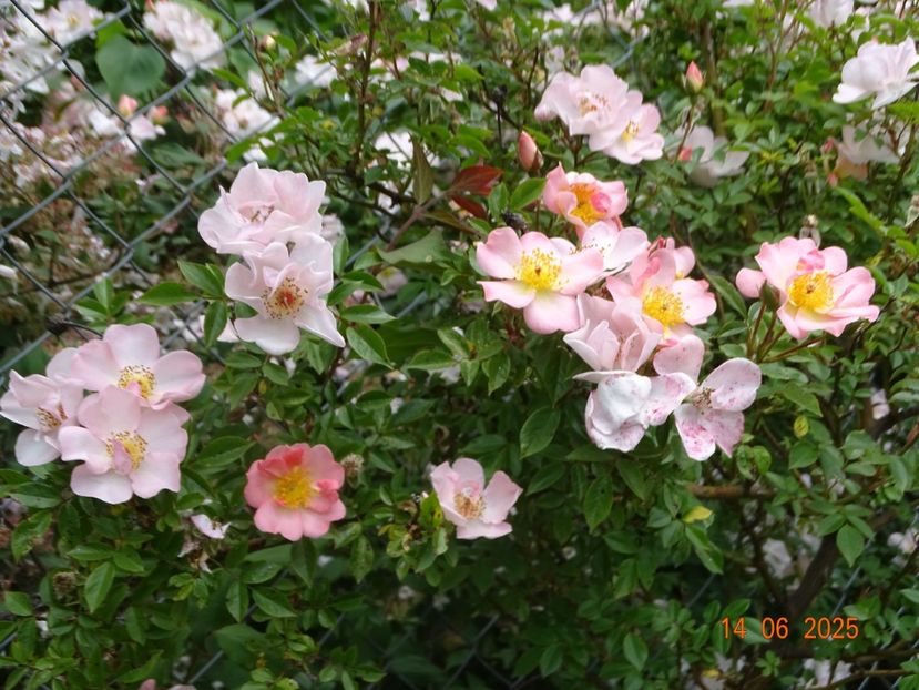  - Trandafiri 2025 2