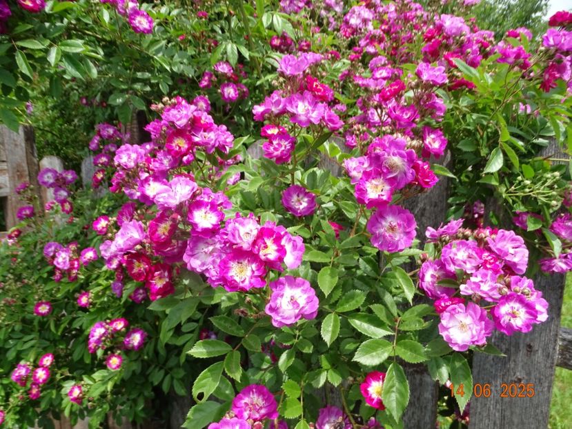  - Trandafiri 2025 2