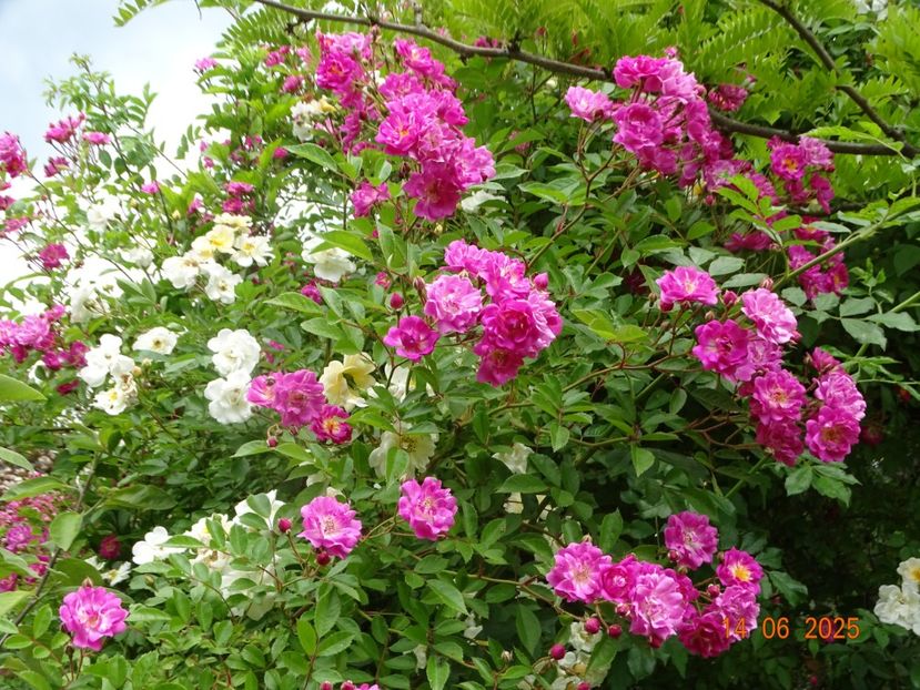  - Trandafiri 2025 2
