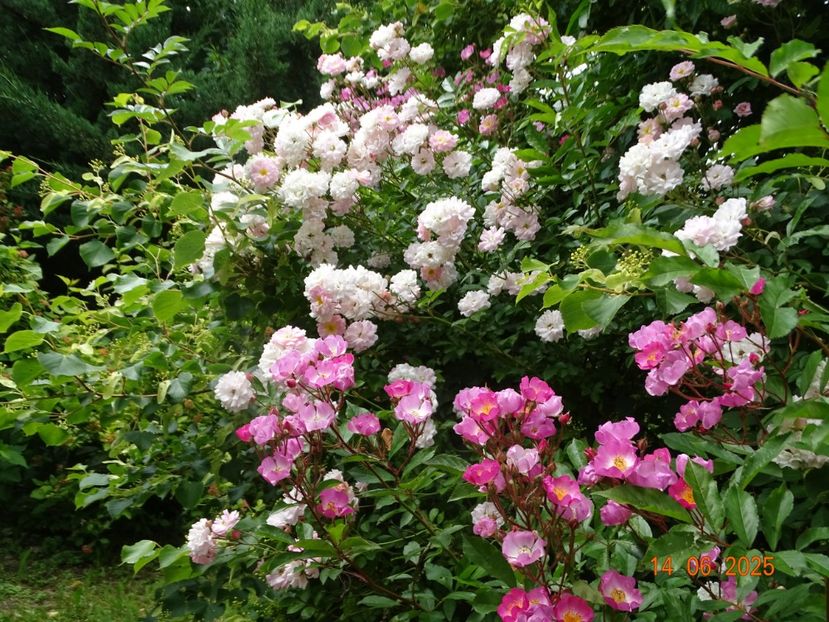  - Trandafiri 2025 2