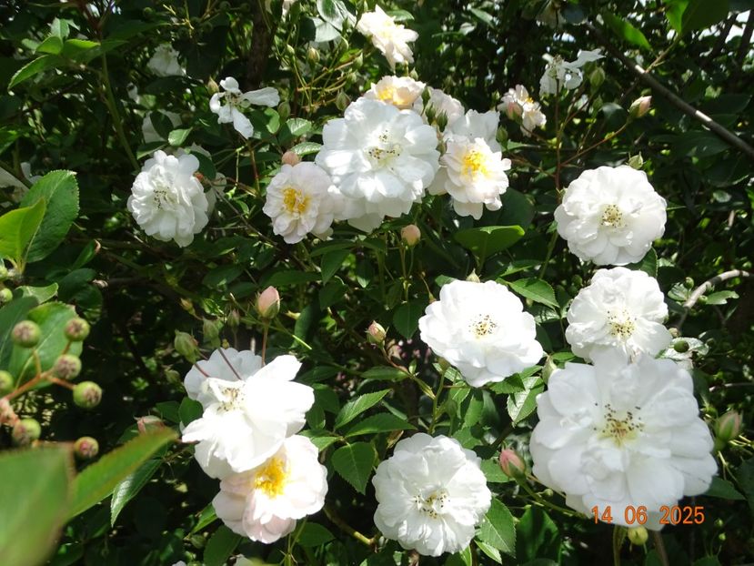  - Trandafiri 2025 2