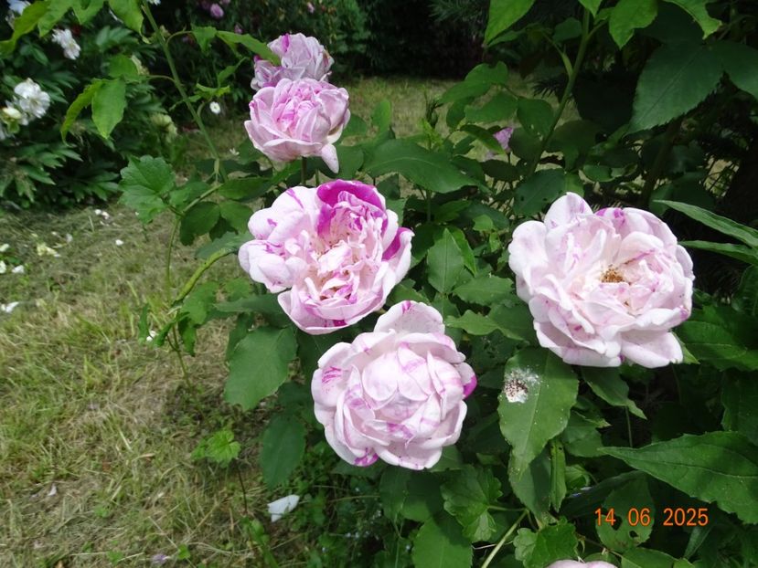  - Trandafiri 2025 2