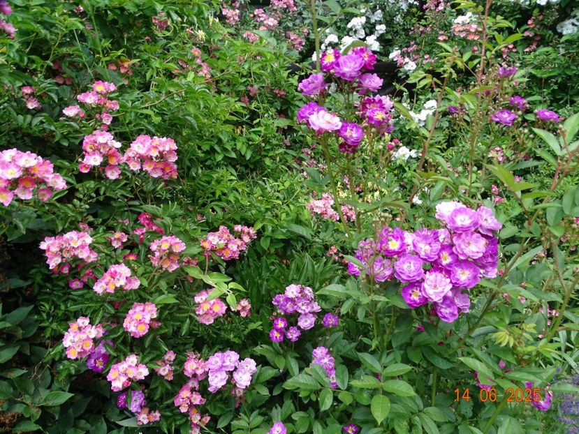  - Trandafiri 2025 2