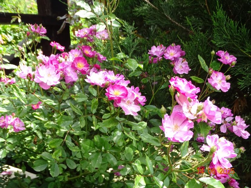  - Trandafiri 2025 2