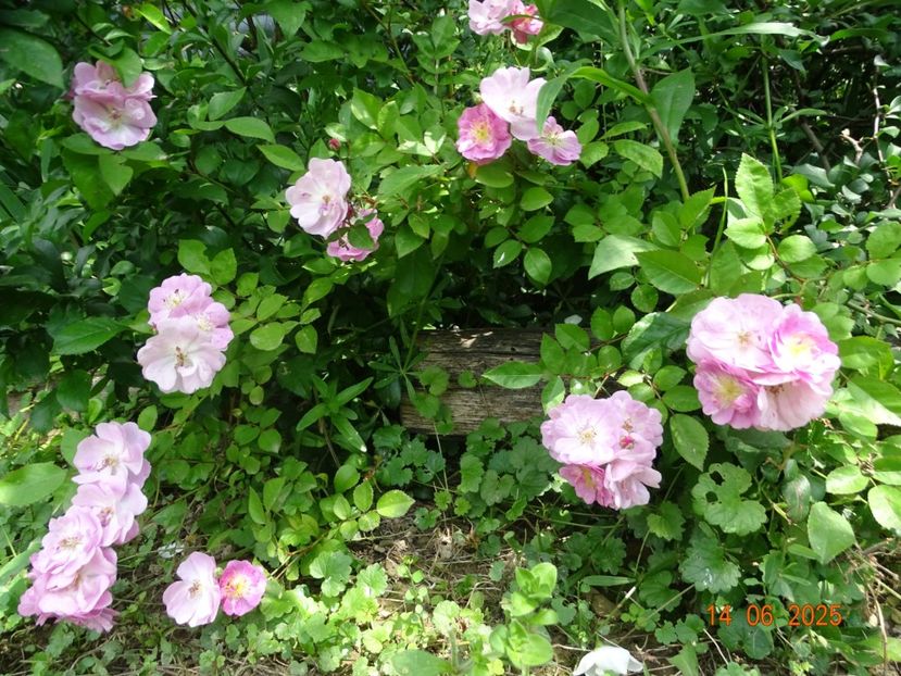 - Trandafiri 2025 2