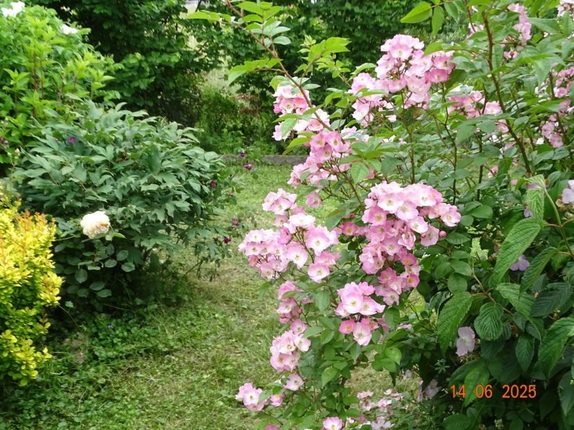  - Trandafiri 2025 2