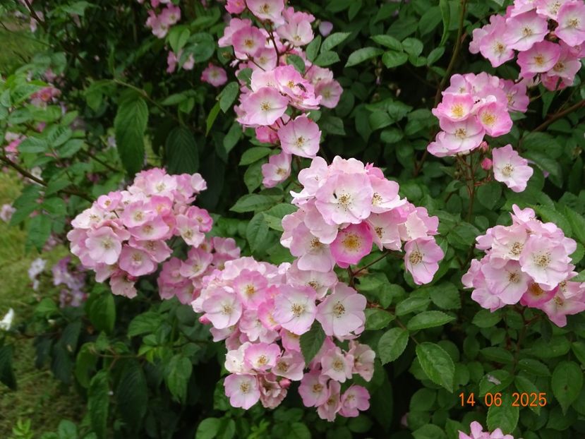  - Trandafiri 2025 2
