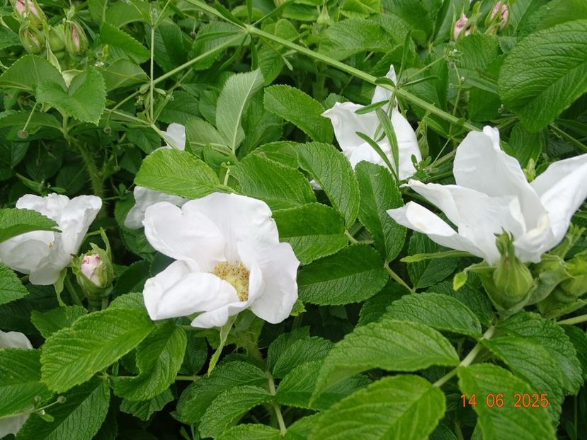  - Trandafiri 2025 2