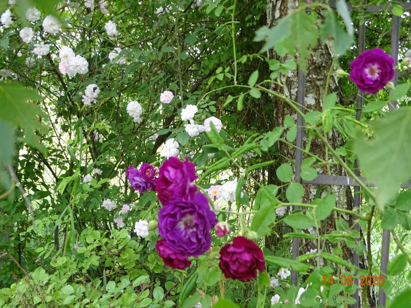  - Trandafiri 2025 2