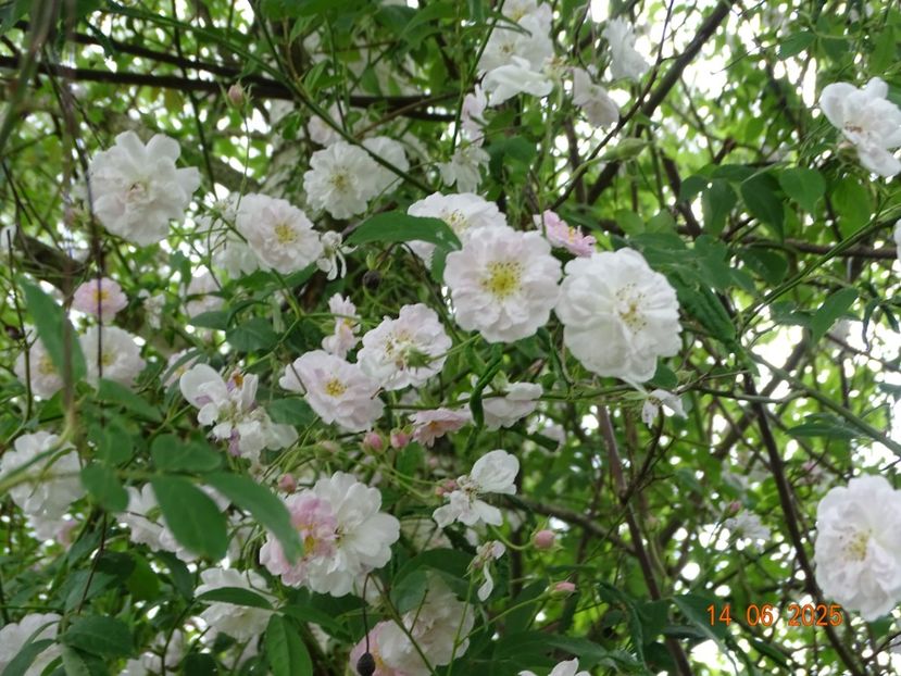  - Trandafiri 2025 2
