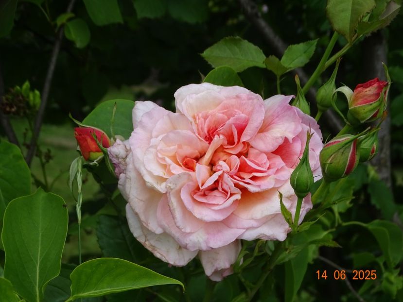  - Trandafiri 2025 2