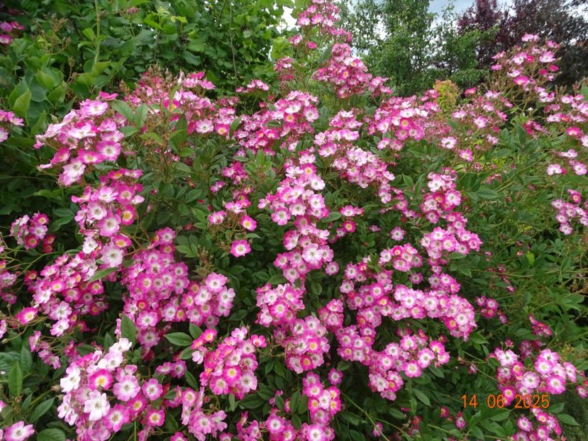  - Trandafiri 2025 2