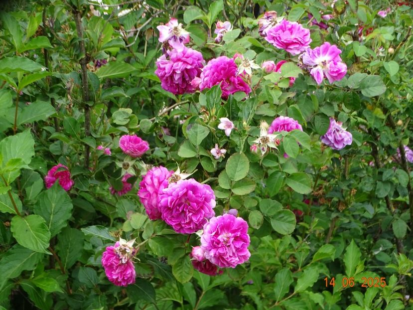  - Trandafiri 2025 2