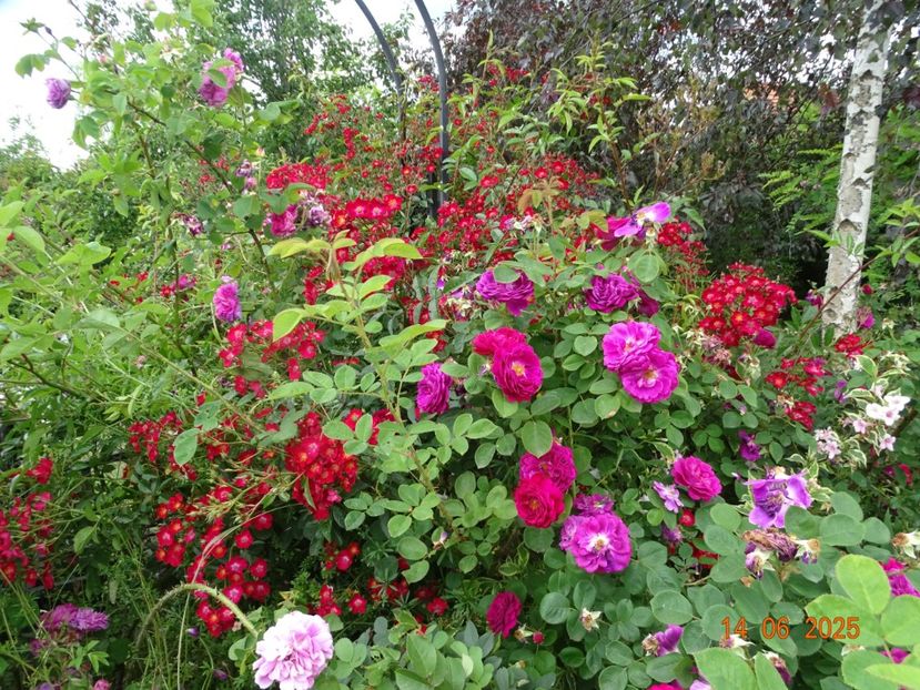  - Trandafiri 2025 2