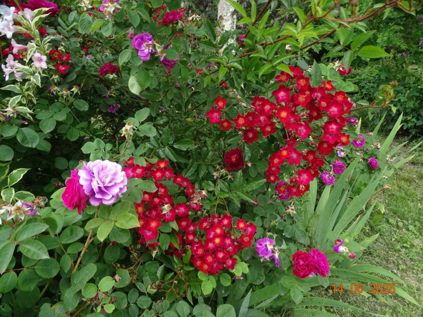  - Trandafiri 2025 2