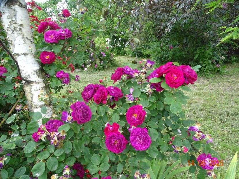  - Trandafiri 2025 2