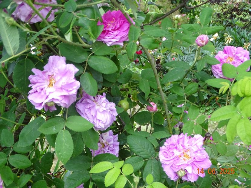  - Trandafiri 2025 2