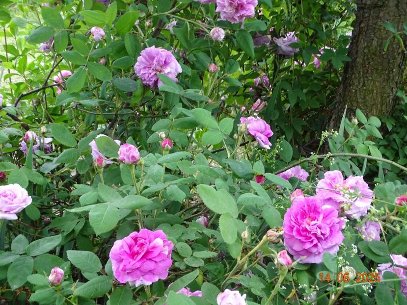  - Trandafiri 2025 2