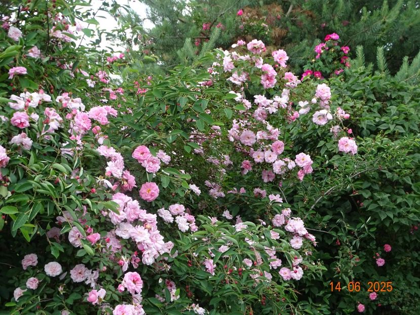  - Trandafiri 2025 2